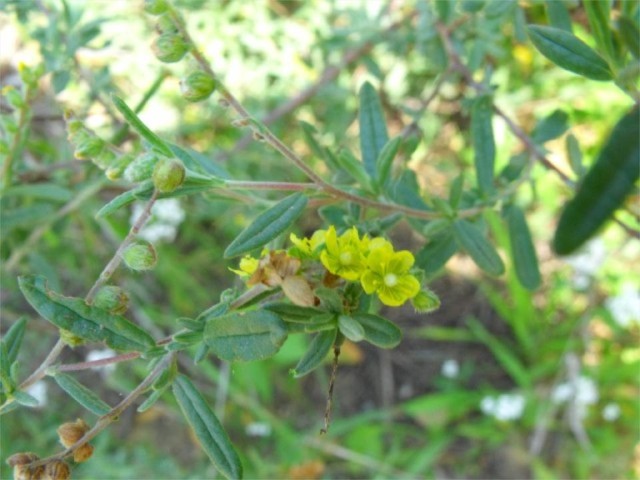 Helianthemum sessiliflorum / Eliantemo a spiga